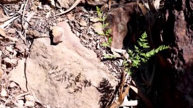 Shadows shift over plants and ground