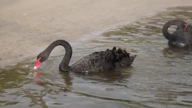 Sakin sularda etkileşime geçen zarif siyah kuğular.