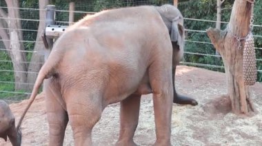Adult and baby elephant in a zoo enclosure