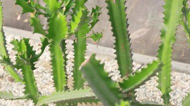 Close-up of cactus plants in Bangkok market