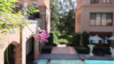 Close-up of flower with courtyard background