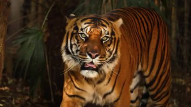 Kaplan yürüyor ve etrafını keşfediyor.