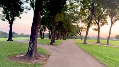 Peaceful walk through trees at sunset