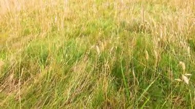 Lush green grass with wildflowers in bloom