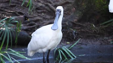 Spoonbill standing near water and foliage