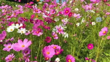 Renkli kozmos çiçekleri rüzgarda sallanıyor