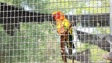Colorful parrot perched at floating market