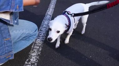 Jack Russell Terrier ile etkileşim halinde olan kişi.