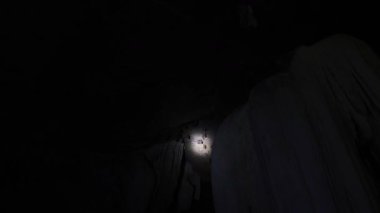 Bat navigating darkness in a cave environment
