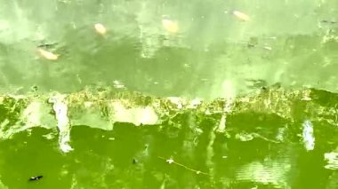 Fish move gracefully in a serene pond