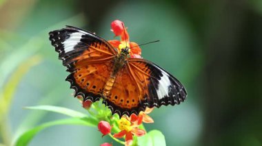 Kelebek çırpınır ve canlı çiçeklerle beslenir..