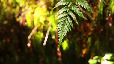 Raindrop falling from leaf in lush forest
