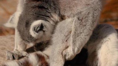 Lemur cleaning another lemur's fur