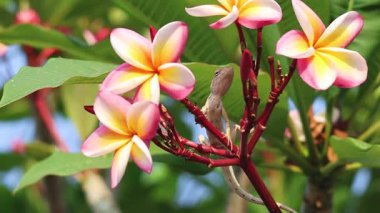Lizard moves through colorful frangipani branches