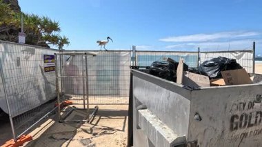 Ibis scavenging in a bin at the beach