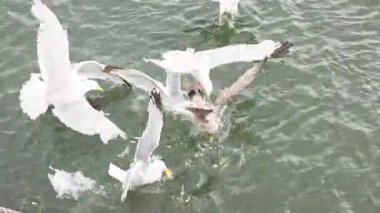 Seagulls competing for food in the water
