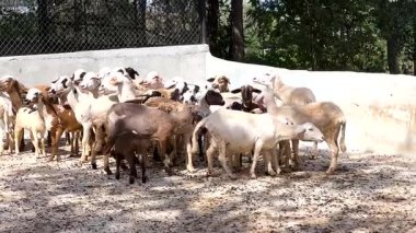 Hayvanat bahçesinde toplanan koyunlar