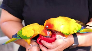 Two parrots eating from a red bowl