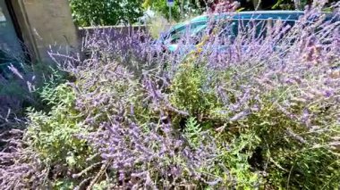 Hummingbird flits among vibrant lavender flowers