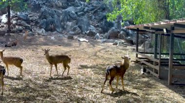 Deer exploring their enclosure in a zoo setting