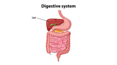 Detailed visualization of the human digestive system