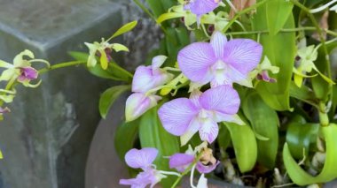 Purple orchids flourishing in a garden setting