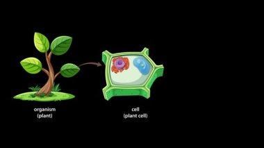 Animated sequence visually transitions from a whole plant to a plant cell, then zooms into a chloroplast organelle, using clear labeling and smooth movement