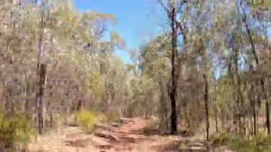 Ormandaki bir yolda ilerleme var..