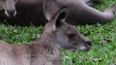 Kangaroo lying on grass, looking around alertly