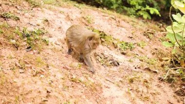 Monkey moves across a grassy hillside
