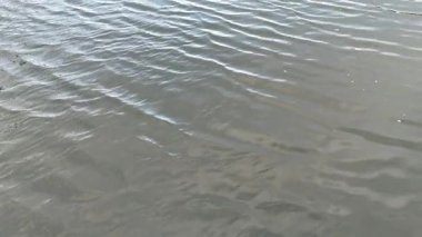 Gentle ripples on a calm water surface