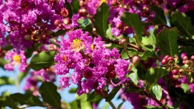 Bee pollinating vibrant pink Inthanin flowers