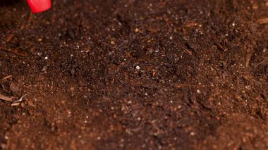 A red spray bottle moistens dark soil, highlighting water droplets and soil texture under soft lighting