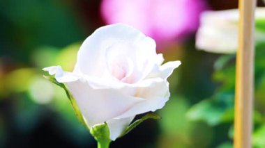 A blooming white rose in vibrant surroundings