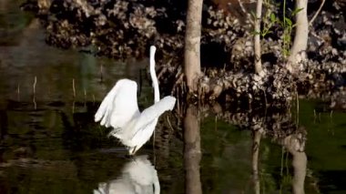Egret launching into air from wetland setting