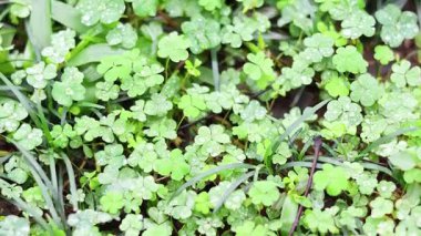 Yemyeşil yeşil yaprakları görünümünü yakın çekim