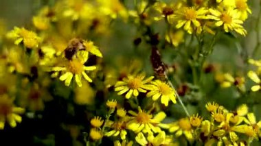 sarı çiçek nektarı toplamak arı