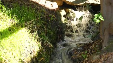 Water cascades through lush green forest