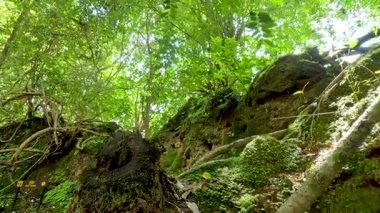 Tayland 'da canlı yeşillik ve yosun kaplı kayalar