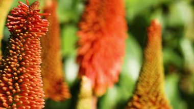 Canlı kırmızı poker çiçeklerine yakın çekim