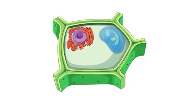 Animation illustrating plant cell anatomy, highlighting cell wall and organelles with vibrant colors and smooth transitions