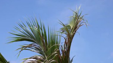 Palm trees gently sway in the wind against a clear blue sky, capturing a serene tropical atmosphere