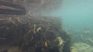 Temiz su, kök ve suda yaşam gözlemlendi.