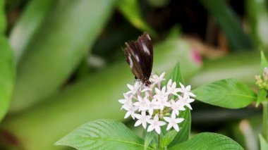 Bir kelebek yağmur ormanı ortamında beyaz çiçeklerin etrafında çırpınır, doğal ışık ve canlı renklerle yakalanır.