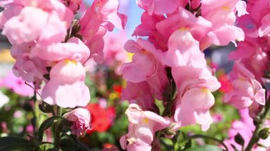 İtalya 'da yakın plan pembe aslanağzı çiçeği.