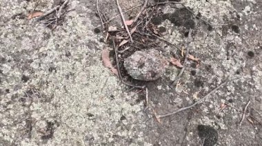 Kaya yüzeyinde liken yakın plan