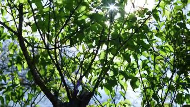 Yoğun yeşil yaprakların arasından süzülen güneş ışınları