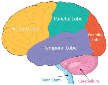İnsan beyin loblarını farklı renklerle vurgulayan vektör illüstrasyonu. Frontal, parietal, oksipital, temporal loblar, beyincik ve beyin sapını içerir.