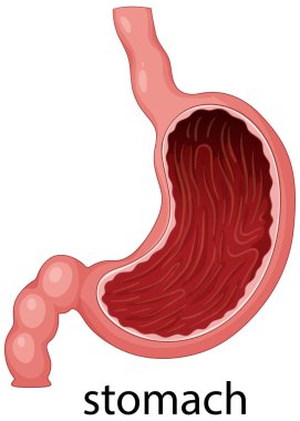 Detaylı anatomisi, iç yapısı ve gerçekçi renkleri olan bir insan midesinin vektör çizimi