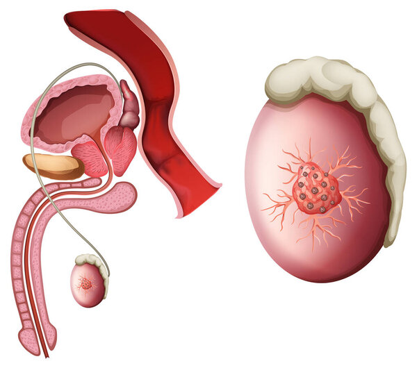 Реалистичная векторная иллюстрация мужской репродуктивной системы с детальными анатомическими особенностями и яркими цветами